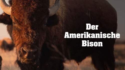 Der Amerikanische Bison