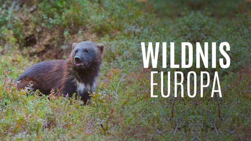 Wildnis Europa