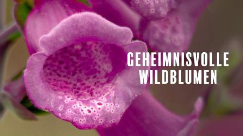 Geheimnisvolle Wildblumen