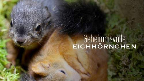 Geheimnisvolle Eichhörnchen