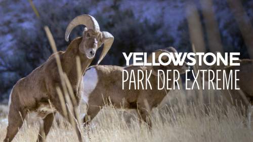 Yellowstone - Park der Extreme