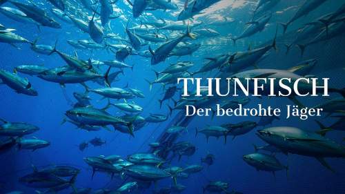 Thunfisch - Der bedrohte Jäger