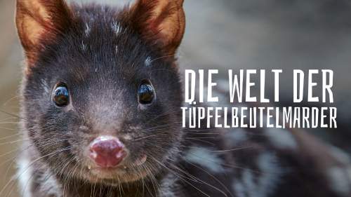 Die Welt der Tüpfelbeutelmarder