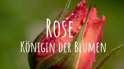 Rose - Königin der Blumen