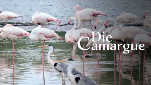 Die Camargue, wild und zart besaitet