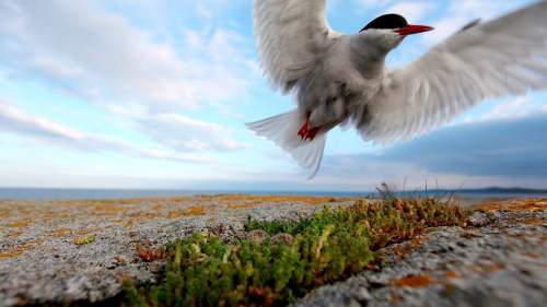 Wilde Ostsee