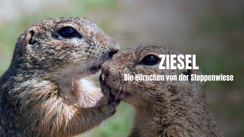 Ziesel - Die Hörnchen von der Steppenwiese