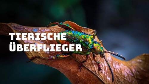 Tierische Überflieger