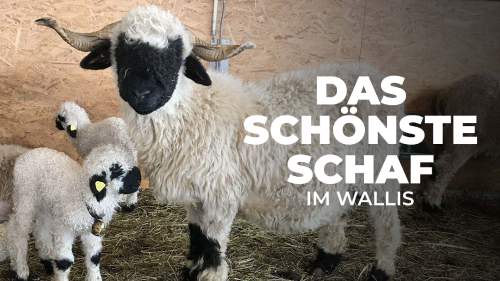 Das schönste Schaf im Wallis