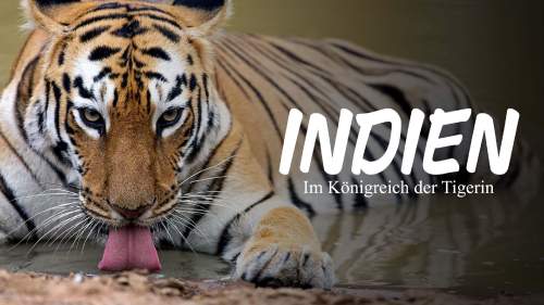 Indien - Im Königreich der Tigerin