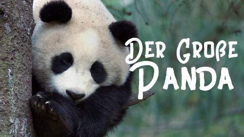 Der Große Panda