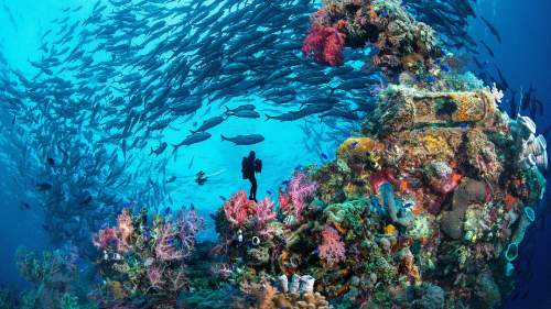 Truk Lagoon : le grand cimetière sous la mer