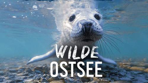 Wilde Ostsee