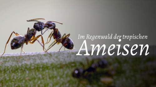 Im Regenwald der tropischen Ameisen