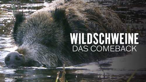 Wildschweine - Das Comeback