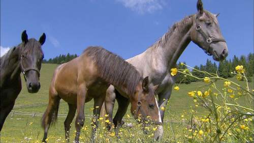 Steirischer Almsommer in der Lipizzanerheimat