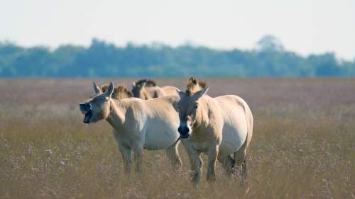 Ungarn - Land der Steppe