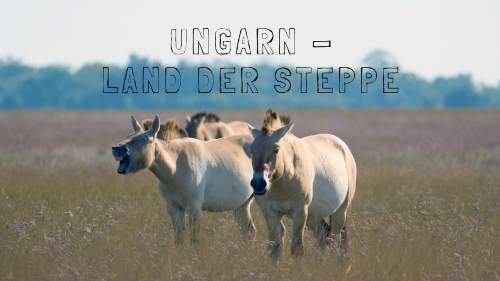 Ungarn - Land der Steppe