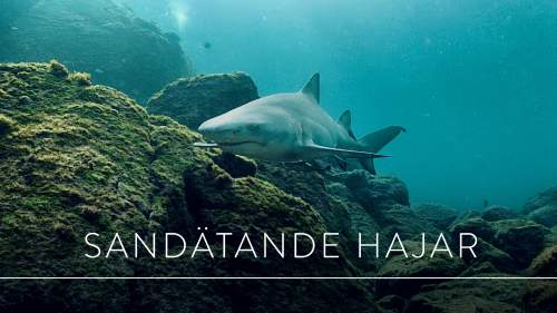 Världens natur: Sandätande hajar