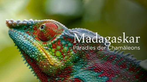 Madagaskar oder der große Karneval der Chamäleons