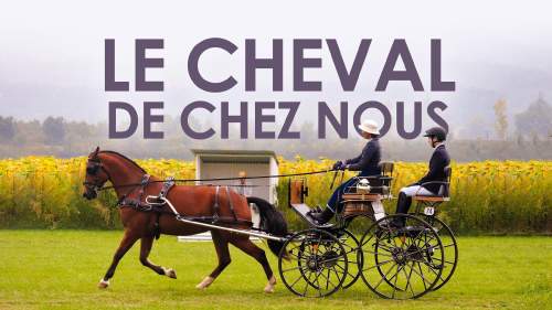 Le CHeval de chez nous