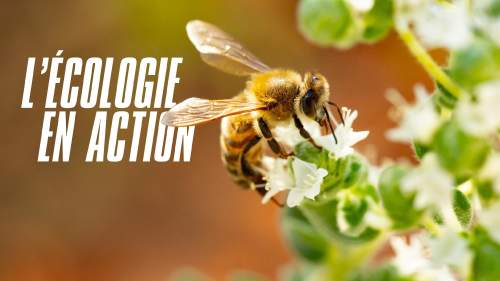 L'écologie en action