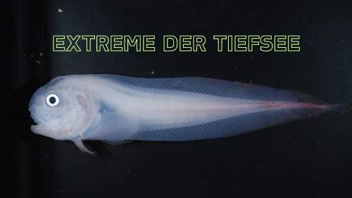 Extreme der Tiefsee