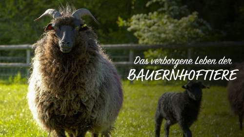 Das verborgene Leben der Bauernhoftiere