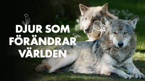 Djur som förändrar världen