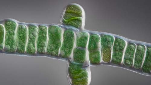 Hope is Green - Can Algae Save the World?