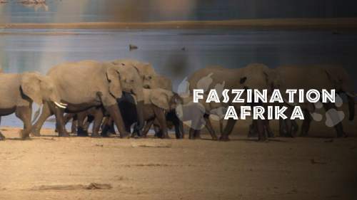 Faszination Afrika