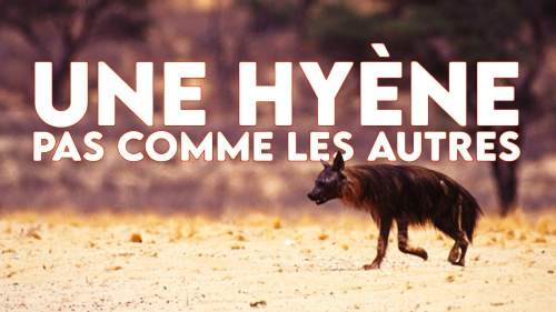 Une hyène pas comme les autres