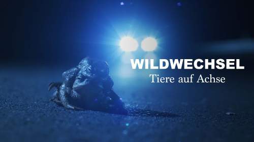 Wildwechsel: Tiere auf Achse