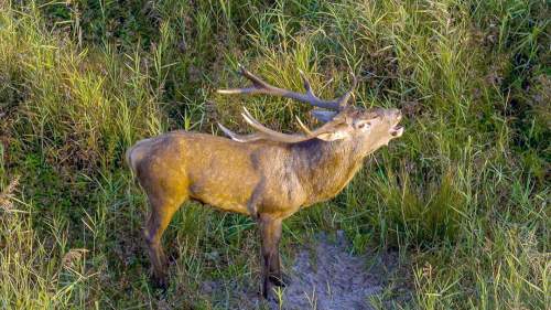 Die geheime Welt der Tiere