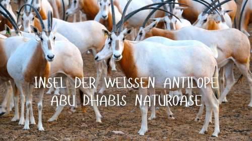 Insel der weißen Antilope - Abu Dhabis Naturoase