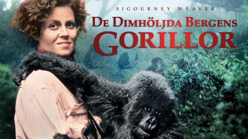 Gorillas im Nebel