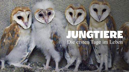 Die ersten Tage im Leben von Jungtieren