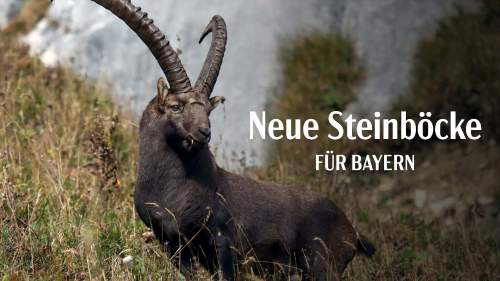 Neue Steinböcke für Bayern