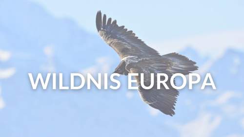 Wildnis Europa