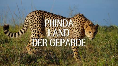 Phinda - Land der Geparde