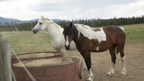 Alaskan eläinlääkäri