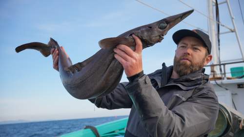 Alien Sharks: Ghosts Of Japan