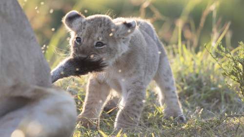 Big Cat Tales