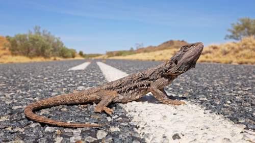 Coyote Peterson: Brave the Wild