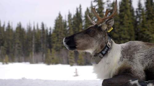 Kalliovuorten kesytön käytävä: Yellowstonesta Yukoniin