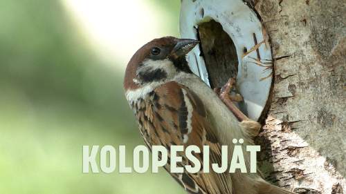 Kolopesijät