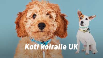 Koti koiralle UK