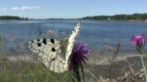 Luonnonkaunis Ahvenanmaa: Päiväperhoset