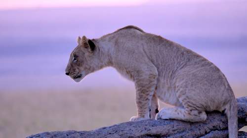 Maasai Mara: Villieläinten risteyspaikka