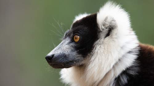 Madagaskar: Afrikan Galapagos